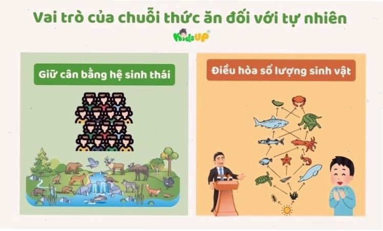 Vai trò của chuỗi thức ăn trong việc duy trì sự cân bằng sinh thái.