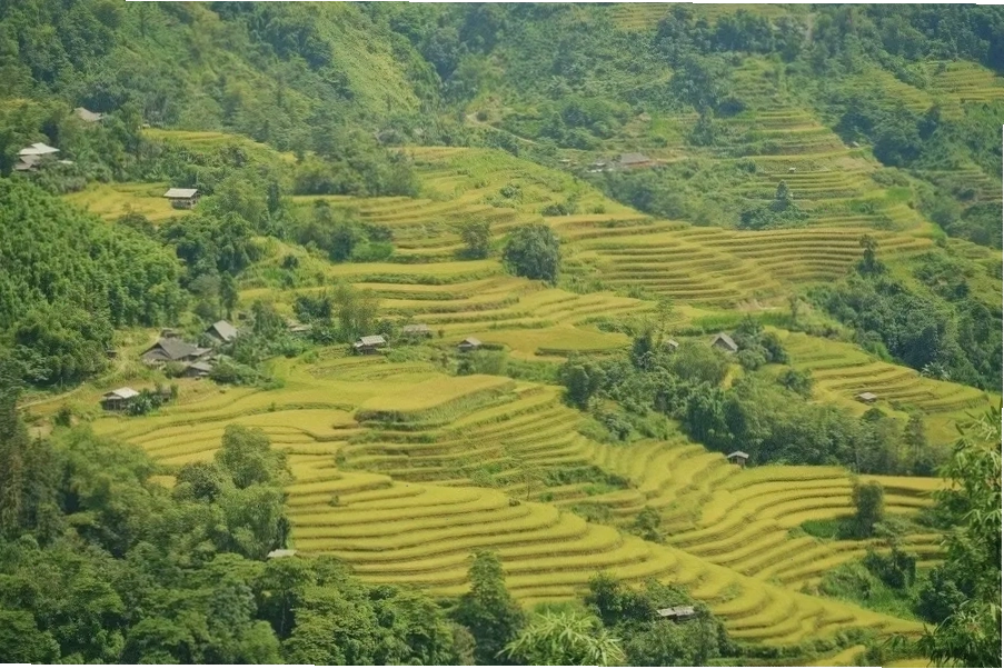 Vẻ đẹp của ruộng bậc thang Hà Giang mùa lúa chín