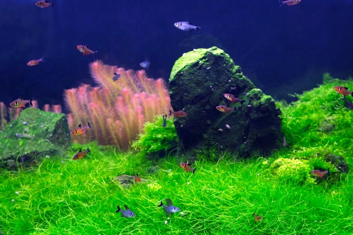 Vệ sinh bể cá cảnh định kỳ