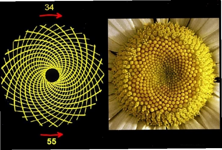 Vỏ ốc anh vũ với cấu trúc xoắn ốc Fibonacci
