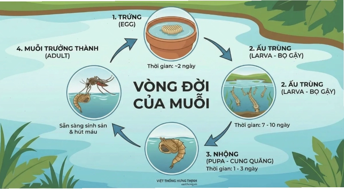 Vòng đời của muỗi gồm 4 giai đoạn phát triển