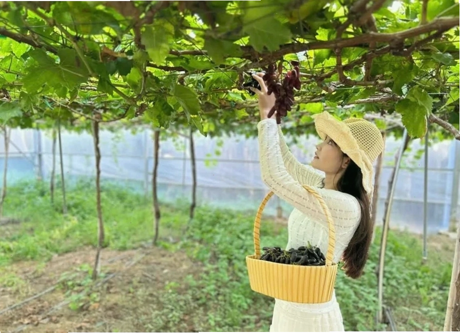 Vườn nho Ninh Thuận xanh mướt