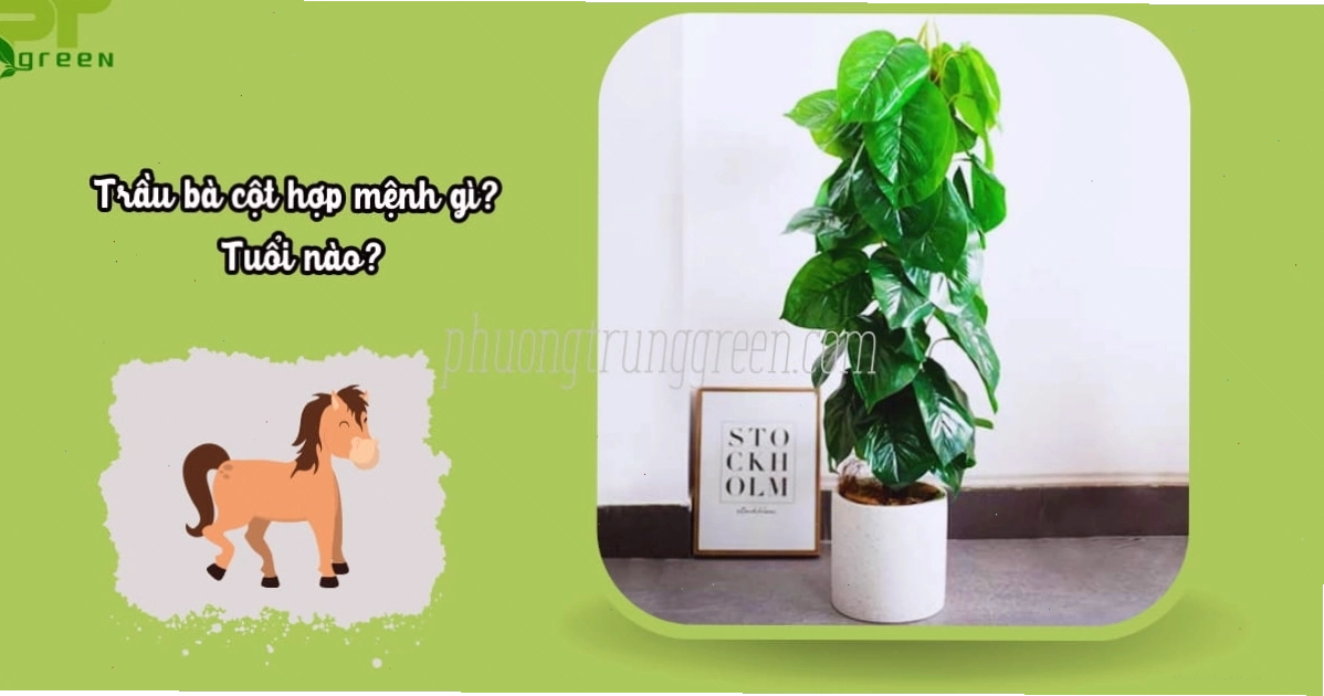 Ý nghĩa phong thủy của cây trầu bà leo cột