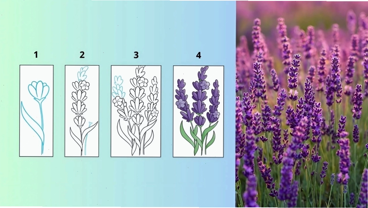 Cách vẽ hoa oải hương lavender
