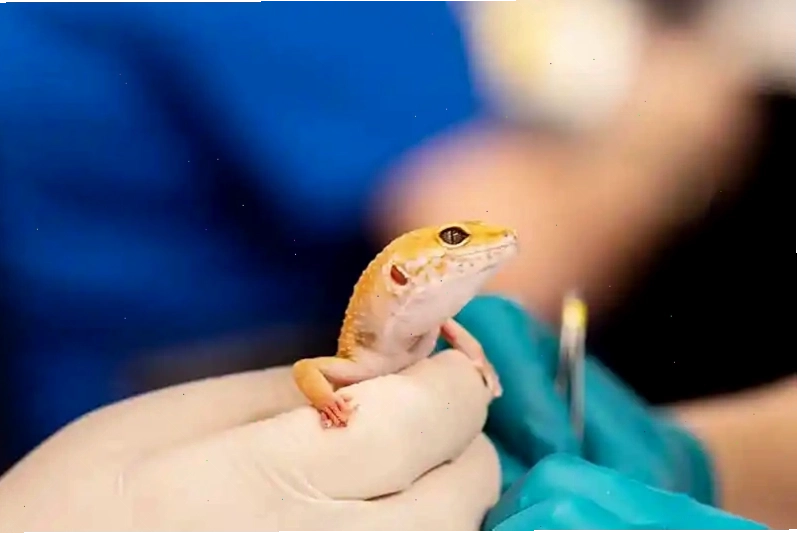 Holistic approach to reptile health and wellness overview