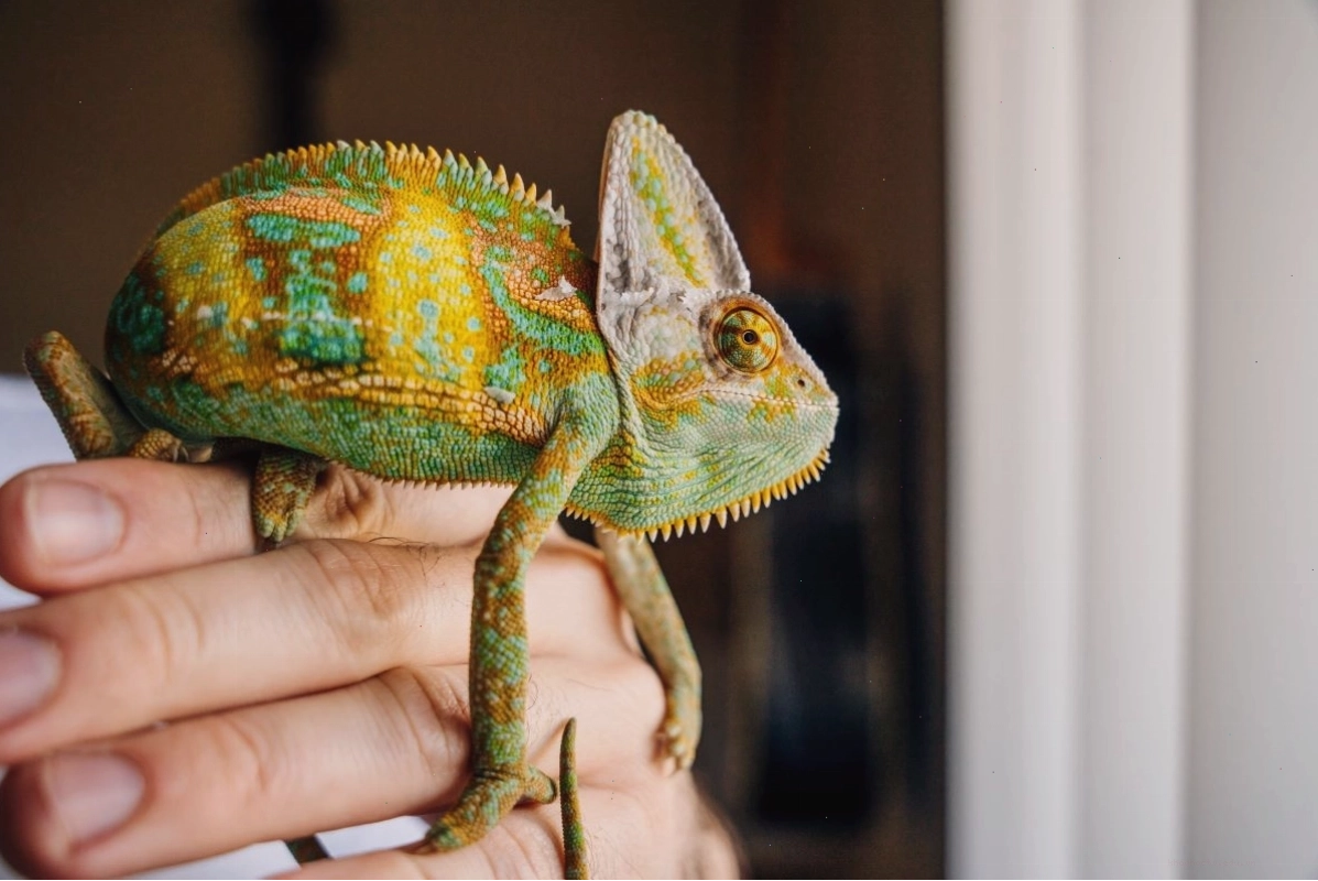 Reptile health identifying common issues