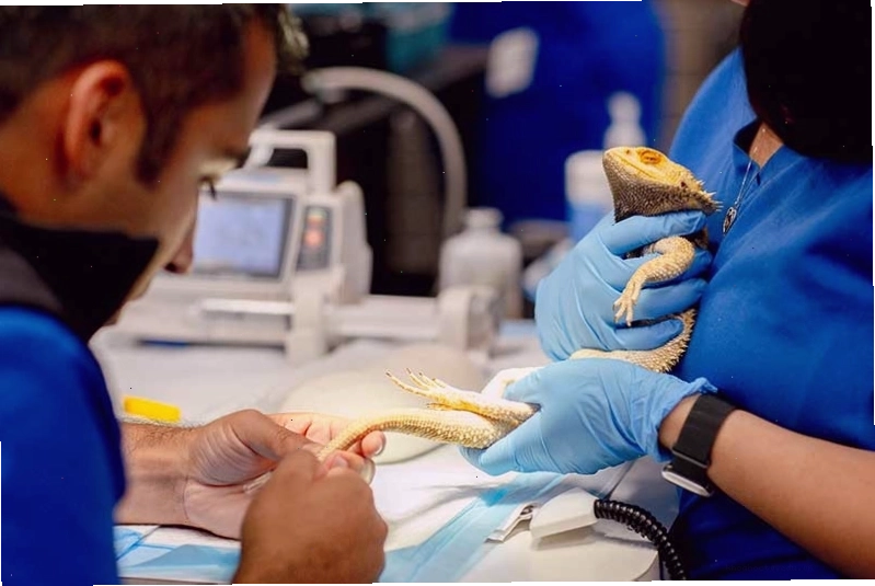 Staff treating a reptile in a clinical setting
