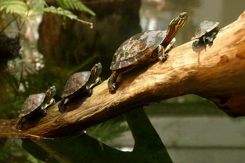 Turtles climbing a tree branch