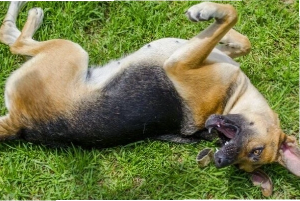 Cần làm gì khi chó bị co giật?