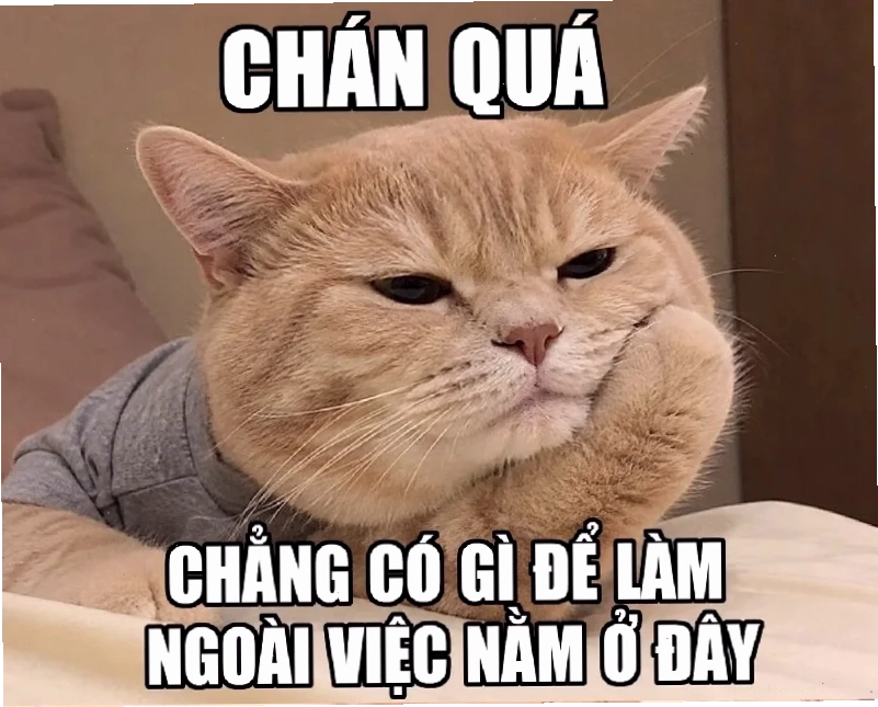 Bộ sưu tập meme về cuộc sống sinh viên hài hước đầy sáng tạo