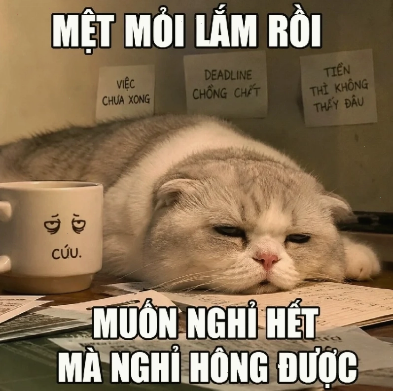 Các meme về cuộc sống sinh viên hài hước phản ánh thực tế học đường