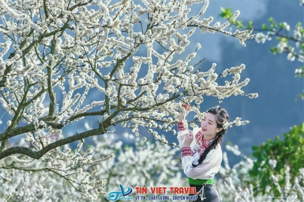 Hình ảnh tour du lịch Mộc Châu mùa hoa mận kết hợp tham quan thác nước