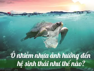 Tác động của ô nhiễm nhựa tới hệ sinh thái như thế nào?