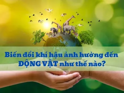 Biến đổi khí hậu ảnh hưởng đến động vật ra sao?