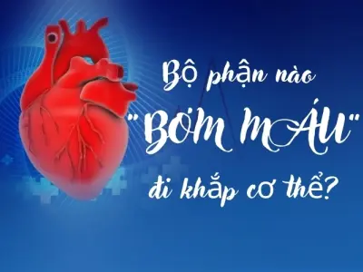 Tim bơm máu bằng cách nào trong cơ thể người?