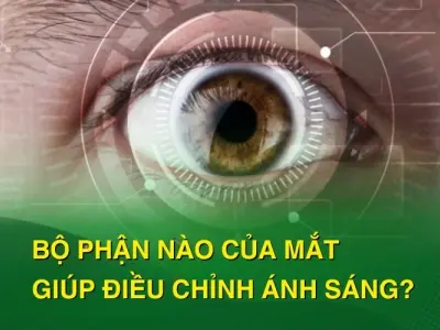 Khám phá bộ phận nào của mắt giúp điều chỉnh ánh sáng?