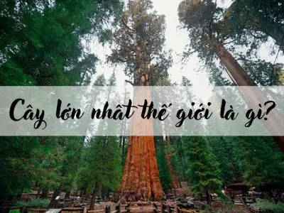 Cây lớn nhất thế giới là gì? Có ở đâu trên Trái Đất?