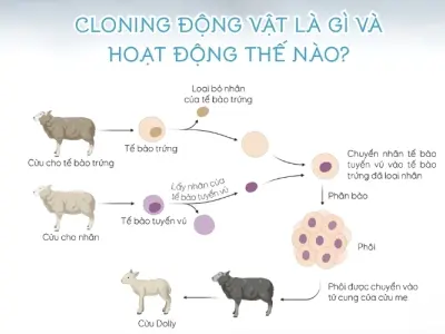 Cloning động vật là gì và hoạt động thế nào?