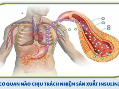 Cơ quan nào chịu trách nhiệm sản xuất Insulin? Giải mã bí ẩn!