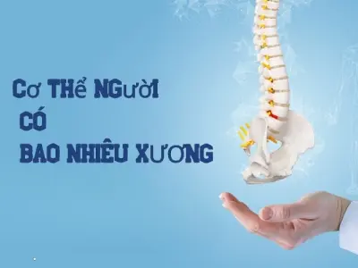 Cấu trúc bộ xương người gồm bao nhiêu xương?