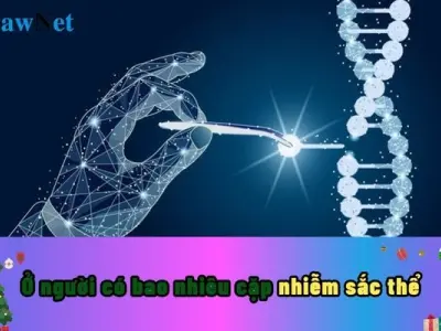 Con người có tổng cộng bao nhiêu nhiễm sắc thể?