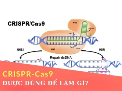 Công nghệ chỉnh sửa gen CRISPR được dùng để làm gì?
