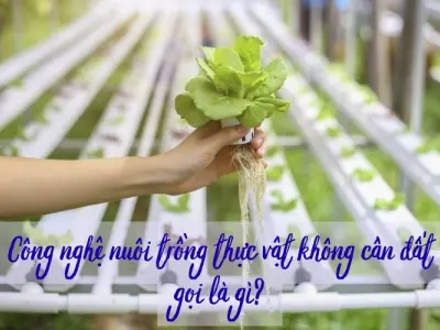 Công nghệ trồng cây không cần đất được gọi là gì?