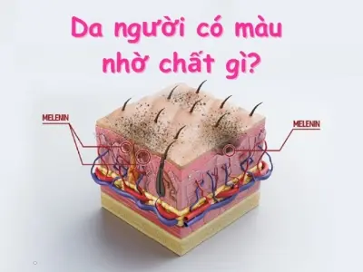 Da người có màu nhờ chất gì? Khám phá sắc tố Melanin