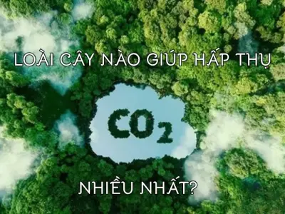 Giải đáp cây nào có khả năng hấp thụ CO2 cao nhất?