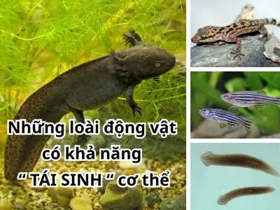 Khả năng tái sinh cơ thể xuất hiện ở loài động vật nào?