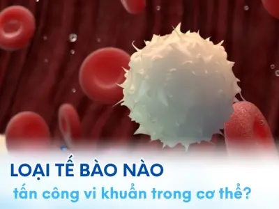 Tế bào miễn dịch nào tiêu diệt vi khuẩn hiệu quả?