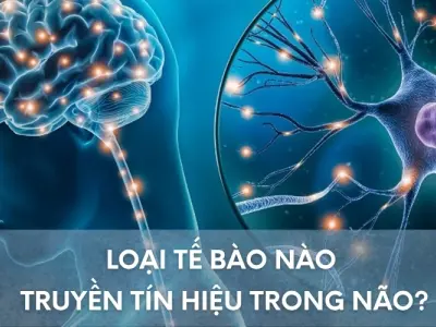 Tế bào nào đảm nhận truyền tín hiệu trong não?