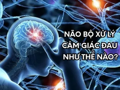 Khám phá cách não bộ xử lý cảm giác đau chi tiết