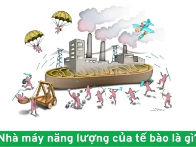 Mitochondria là gì? Vai trò trong năng lượng tế bào