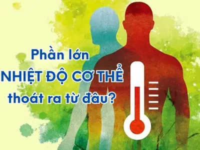 Bạn có biết phần lớn nhiệt độ cơ thể thoát ra từ đâu không?