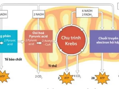 Quá trình nào giúp tế bào tạo ra năng lượng sống?