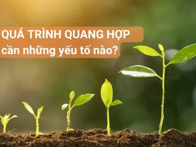Quang hợp là gì và cần yếu tố nào để xảy ra hiệu quả?