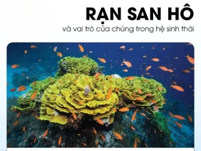 Rạn san hô có ý nghĩa sinh thái nào trong đại dương?