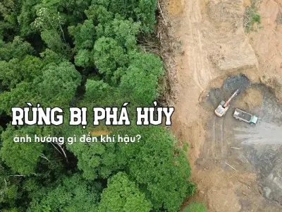 Rừng bị phá hủy ảnh hưởng thế nào đến khí hậu Trái Đất