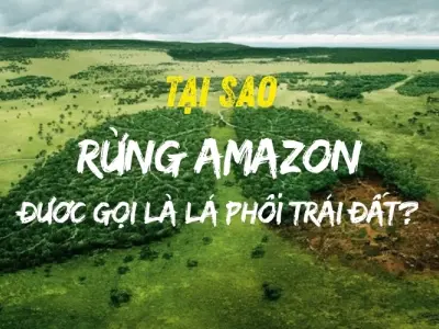 Vì sao rừng Amazon được gọi là lá phổi xanh của Trái Đất?