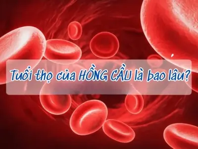 Khám phá tuổi thọ của hồng cầu là bao lâu?