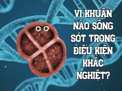 Hé lộ vi khuẩn nào sống sót trong điều kiện cực khắc nghiệt?
