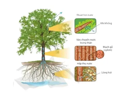 Cây hút nước nhờ bộ phận nào trong cấu tạo?