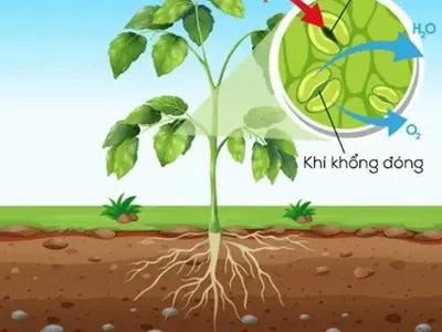 Bộ phận nào trên lá cây thực hiện trao đổi khí?