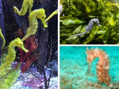 Cá ngựa có đặc điểm sinh sản đặc biệt như thế nào vậy