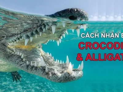 Cá sấu nước mặn khác gì cá sấu nước ngọt về môi trường