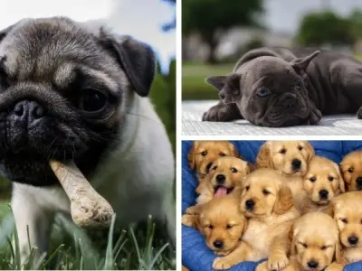 Cách chăm sóc chó con mới sinh như thế nào cho đúng nhất