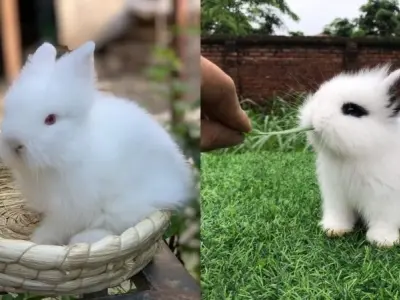 Cách chăm sóc thỏ cảnh để chúng khỏe mạnh và sống lâu