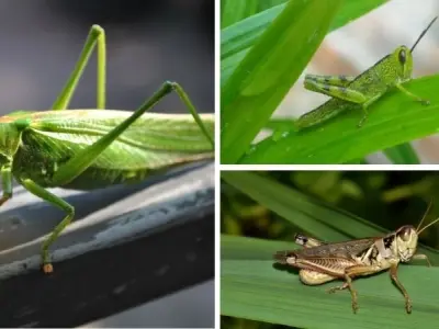 Châu chấu có vai trò gì trong hệ sinh thái và chuỗi thức ăn