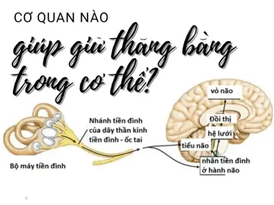 Cơ quan giữ thăng bằng trong cơ thể là bộ phận nào?